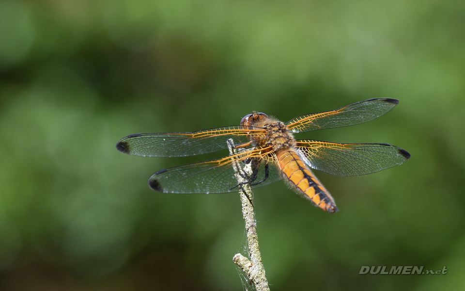 01 Blue Chaser (Libellula fulva)